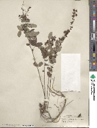 Lespedeza intermedia image