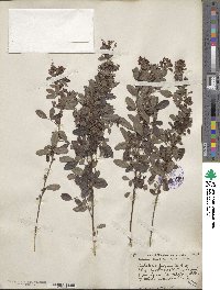 Lespedeza intermedia image