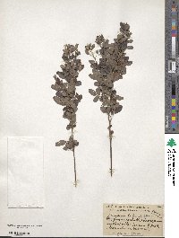 Lespedeza intermedia image