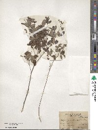 Lespedeza intermedia image