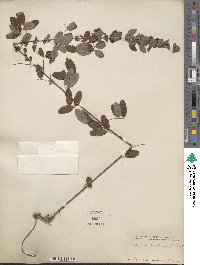 Lespedeza intermedia image