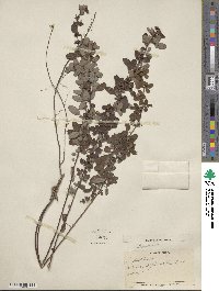 Lespedeza intermedia image