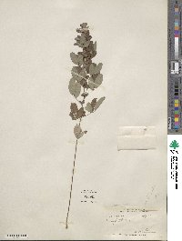 Lespedeza intermedia image