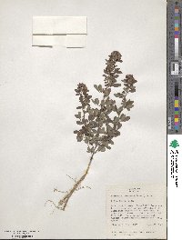 Lespedeza intermedia image