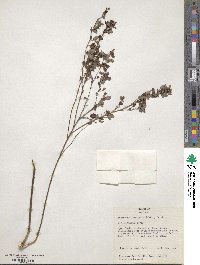 Lespedeza intermedia image