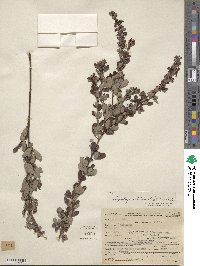 Lespedeza intermedia image