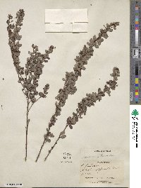 Lespedeza intermedia image