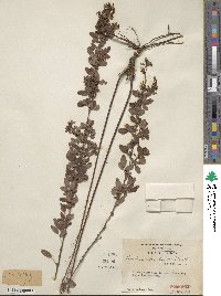 Lespedeza intermedia image