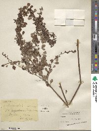 Lespedeza intermedia image