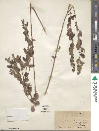 Lespedeza intermedia image