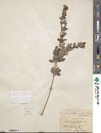 Lespedeza intermedia image