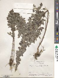 Lespedeza intermedia image