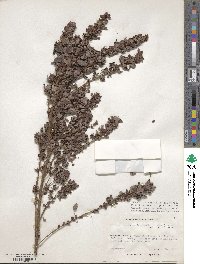 Lespedeza intermedia image