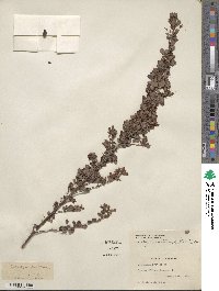 Lespedeza intermedia image