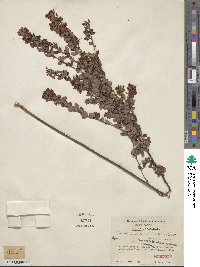 Lespedeza intermedia image