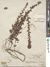 Lespedeza intermedia image