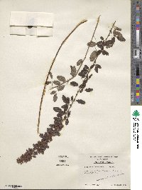 Lespedeza intermedia image