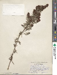 Lespedeza × nuttallii image