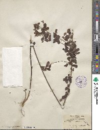 Lespedeza × nuttallii image