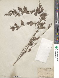 Lespedeza × nuttallii image