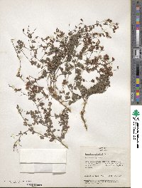 Lespedeza × nuttallii image