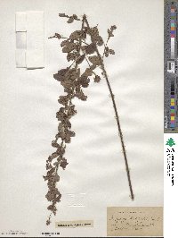 Lespedeza × nuttallii image