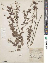 Lespedeza × nuttallii image