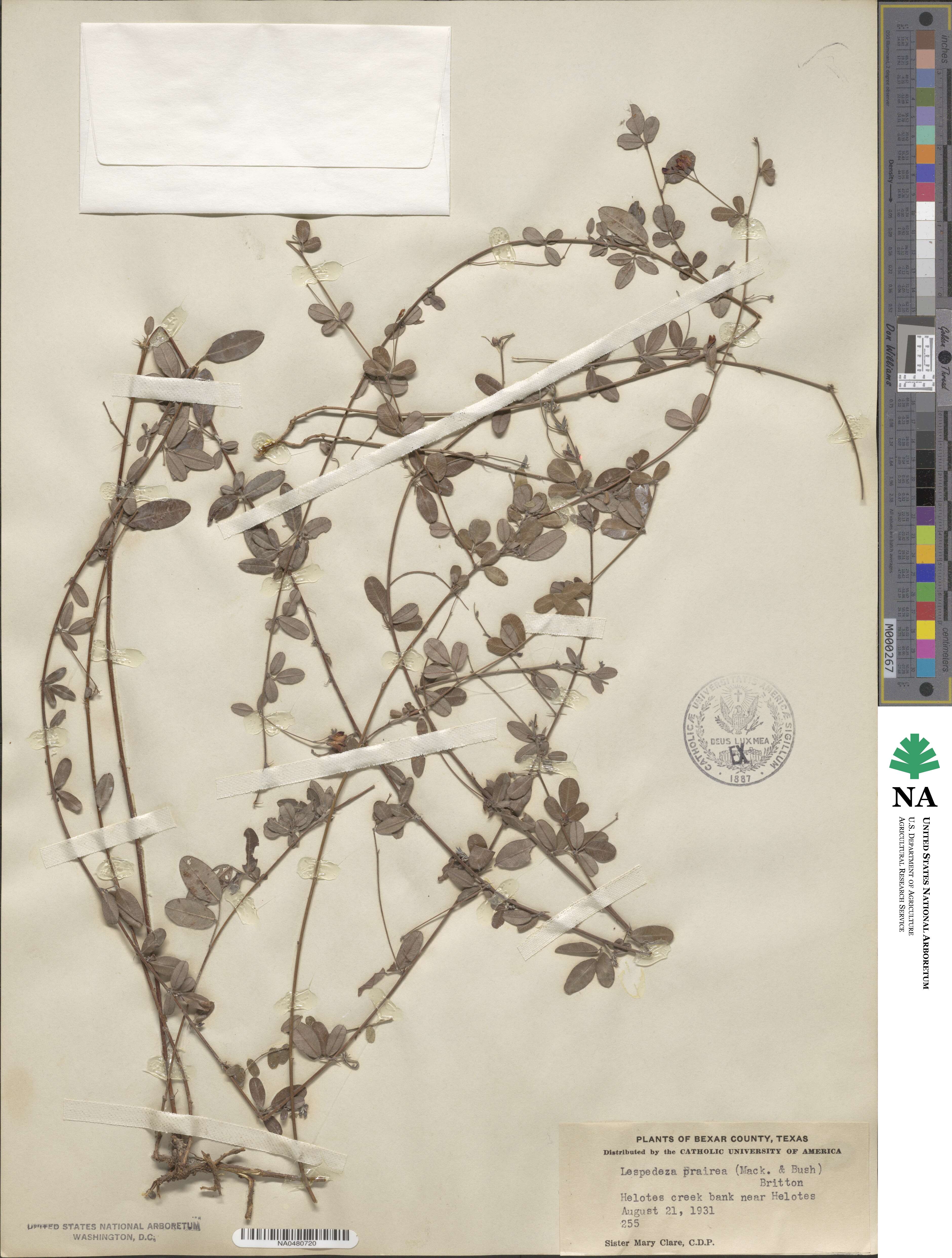 Lespedeza violacea image