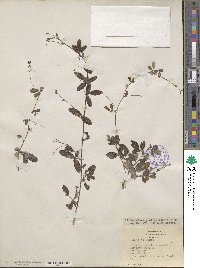 Lespedeza violacea image