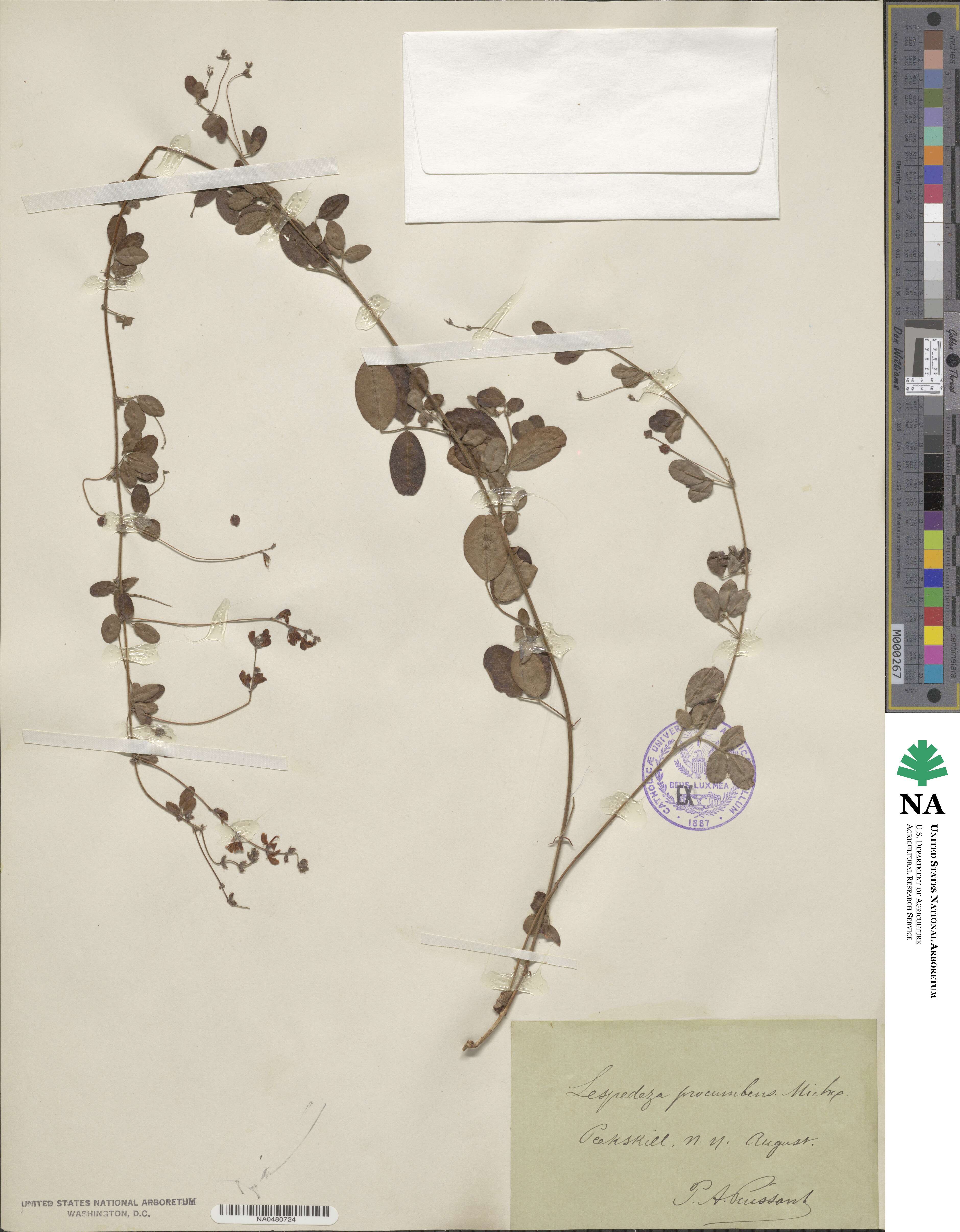 Lespedeza procumbens image