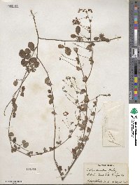 Lespedeza procumbens image