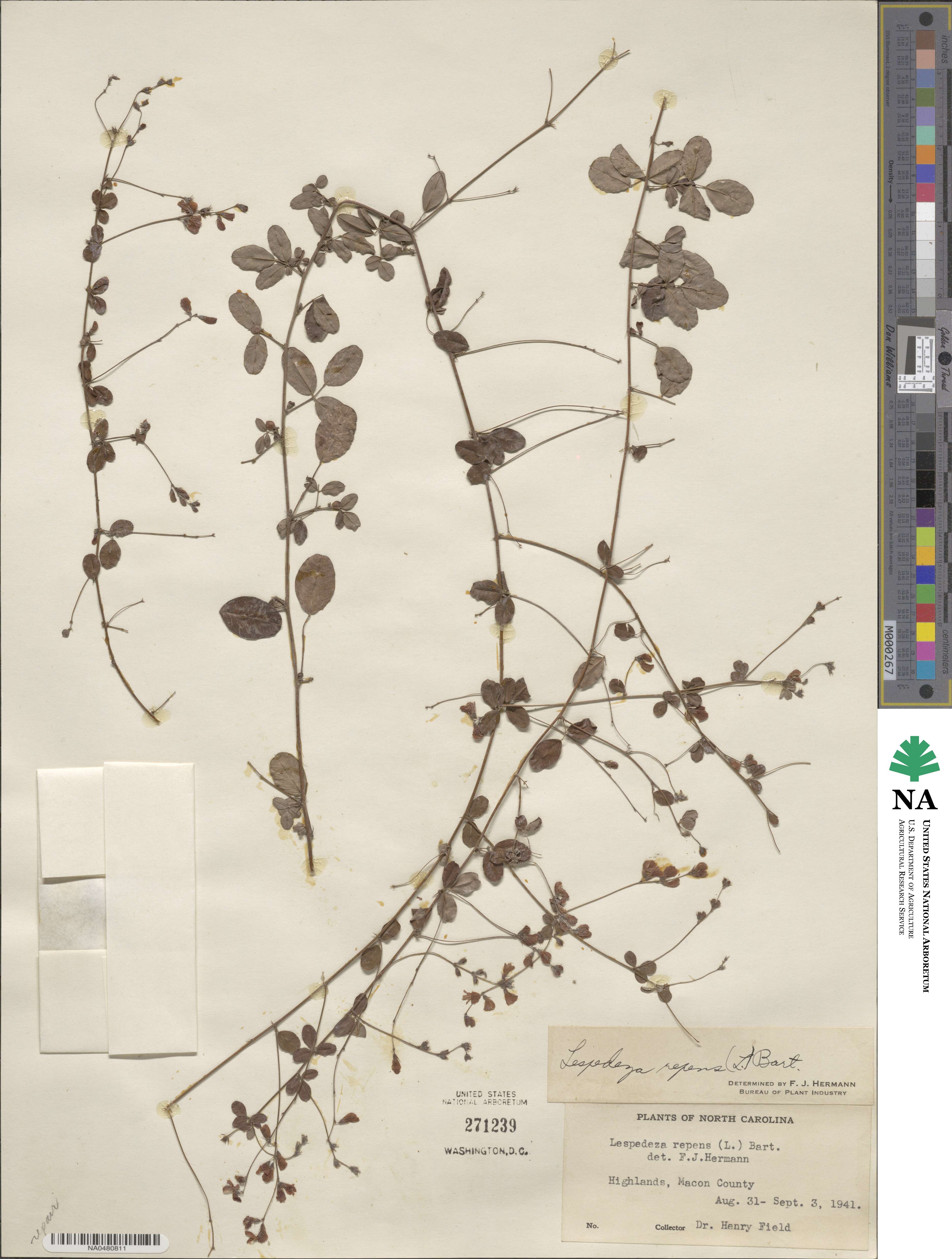 Lespedeza repens image