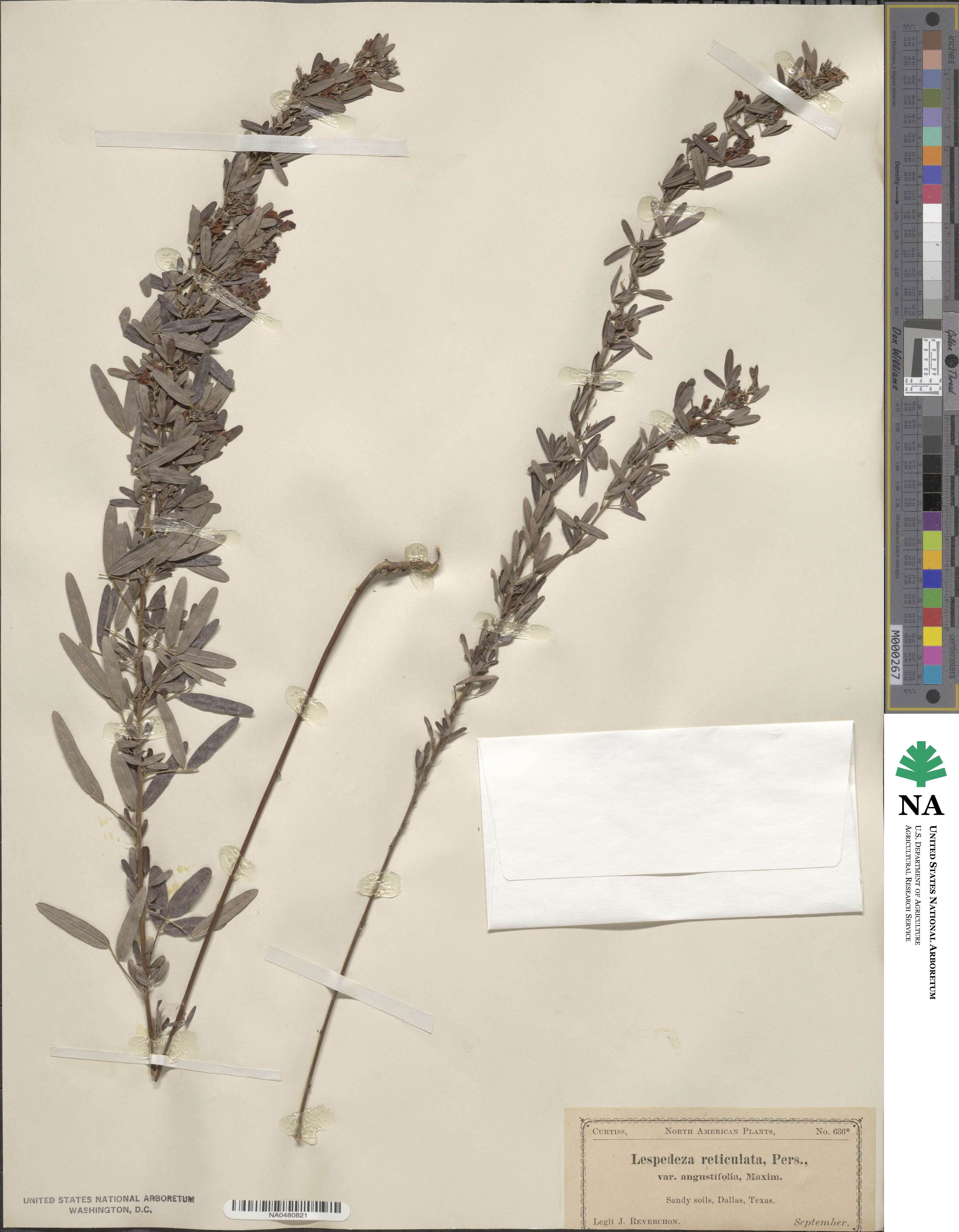 Lespedeza virginica image