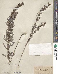 Lespedeza virginica image