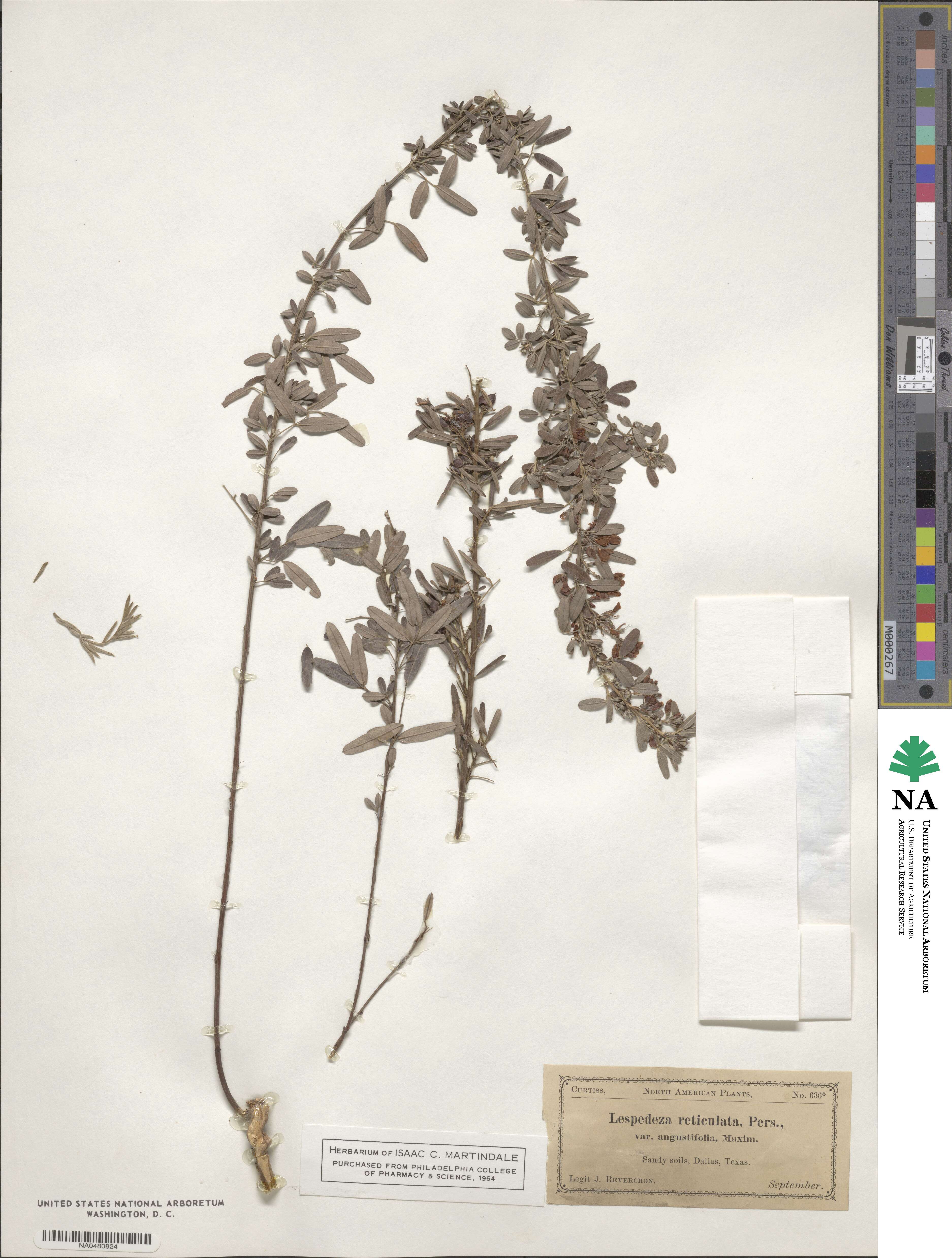 Lespedeza virginica image