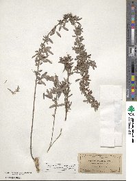 Lespedeza virginica image