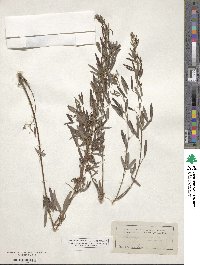 Lespedeza virginica image