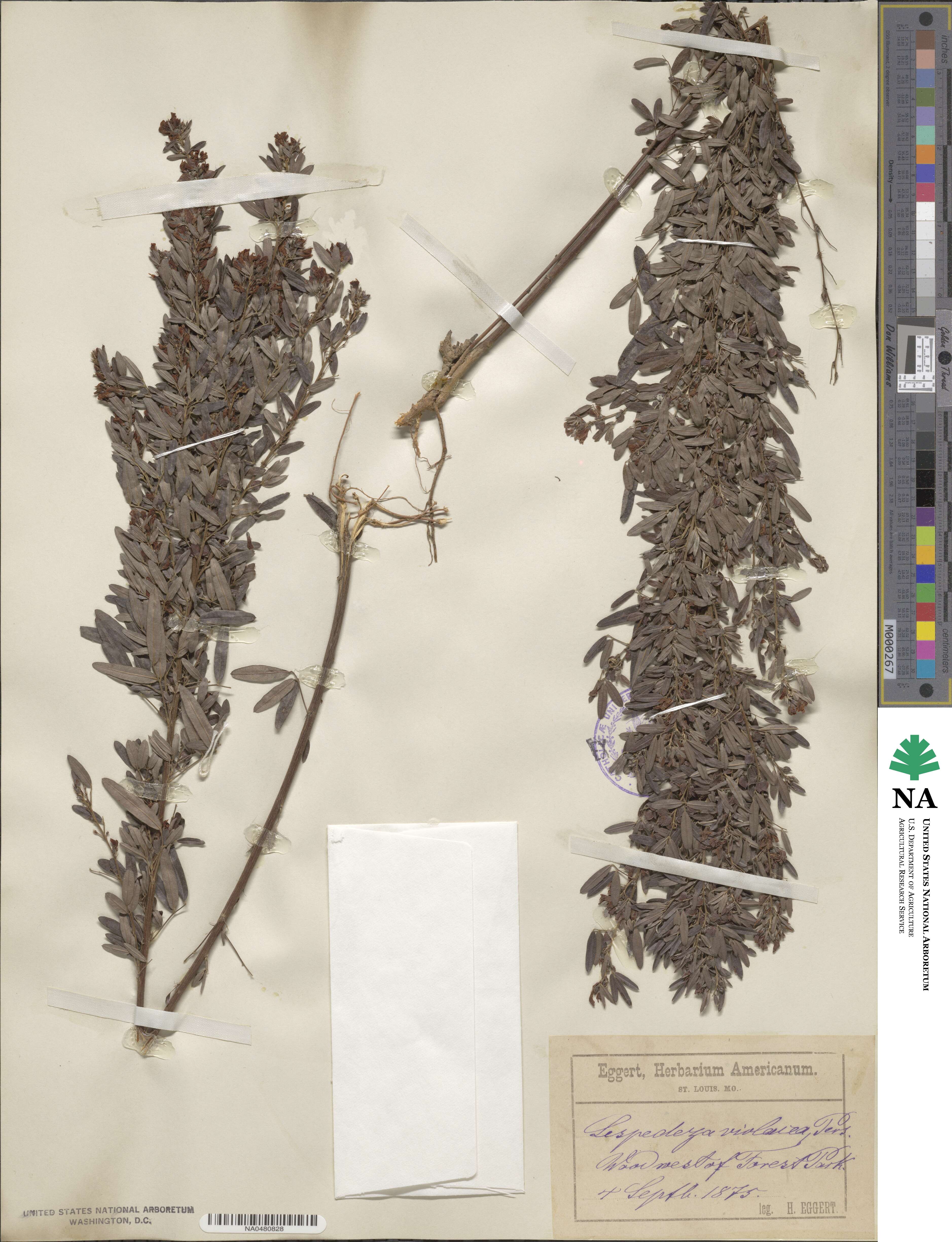Lespedeza × simulata image
