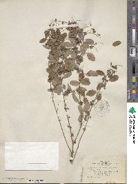 Lespedeza × simulata image