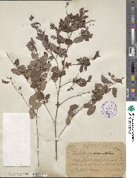 Lespedeza × simulata image