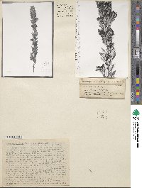 Lespedeza × simulata image