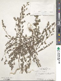 Kummerowia stipulacea image