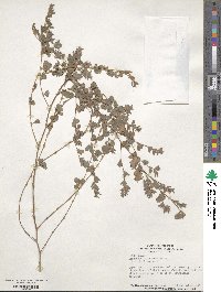 Kummerowia stipulacea image