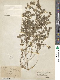 Kummerowia stipulacea image