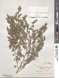 Kummerowia stipulacea image