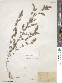 Kummerowia stipulacea image