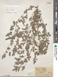 Kummerowia stipulacea image