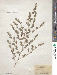 Kummerowia stipulacea image