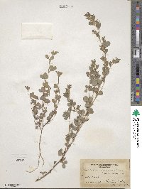 Kummerowia stipulacea image