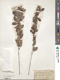 Lespedeza stuevei image